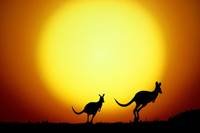pic for Kangaroo At Sunset 480x320